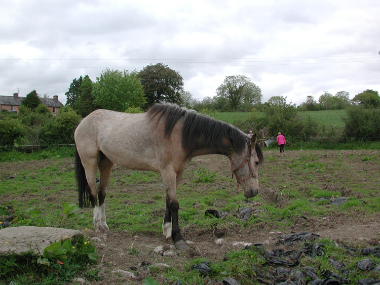 Horse at Killowen 2.jpg 427.8K